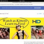 Americankittens With Australian Dollars